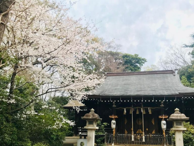 桜はいつ見るのがいいか？