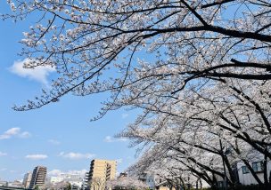 桜とかけて人材育成と説く。その心は、、、