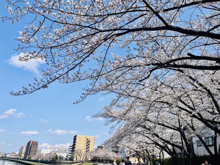 桜とかけて人材育成と説く。その心は、、、