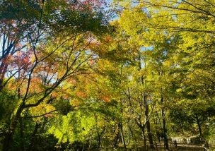 自然が教えてくれた組織論：違いが価値になる瞬間