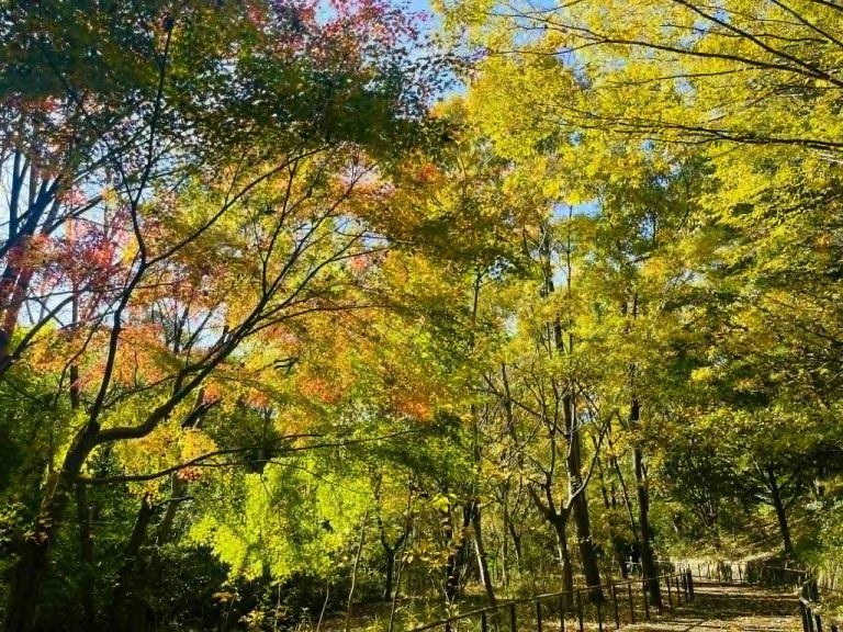 自然が教えてくれた組織論：違いが価値になる瞬間